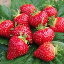 outdoor potted plants for sale outdoor potted plants for sale GLASGOW