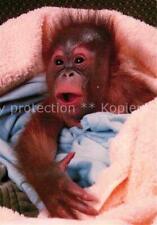72805146 affen baby gebraucht kaufen  Deutschland