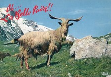 Postcard animals humor d'occasion  Expédié en Belgium