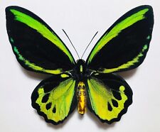 Superbe ornithoptera priamus d'occasion  Neauphle-le-Château