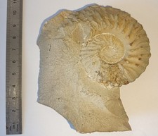 Fossile ammonite alpes d'occasion  Aix-en-Provence-