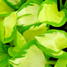 Popcorn hosta seeeds d'occasion  Expédié en Belgium