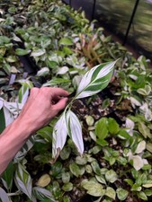 Musa variegated banana for sale  Atlanta