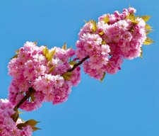 Prunus serrulata ciliegia usato  Napoli