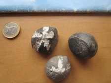 Versteinerte seeigel fossiler gebraucht kaufen  Bredstedt
