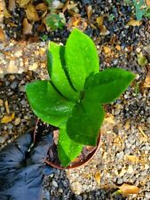 Rare zamioculcas zamiifolia for sale  Homestead