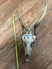 Scottish stag red for sale  UK