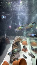 Electric blue acara for sale  Orange Park