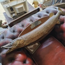 Antique 1948 taxidermy for sale  LYDNEY