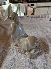 nao puppy for sale nao puppy for sale EDINBURGH