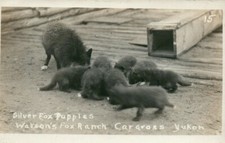 Silver fox puppies for sale  Storrs Mansfield