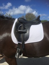 Black jessica dressage for sale  AMLWCH