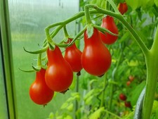 Tomatensamen cocktailtomate si gebraucht kaufen Tomatensamen cocktailtomate si gebraucht kaufen  Bovenden
