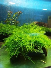 Beautiful live java for sale  WORCESTER