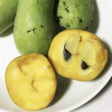 Banano montagna del usato  Caravaggio