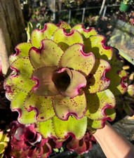 Neoregelia pink ninja for sale  USA