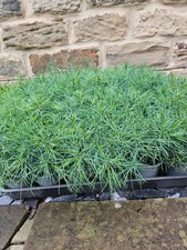 Chinese white pine for sale  BARNSLEY