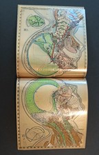 Anatomia testa collo usato Anatomia testa collo usato  Milano