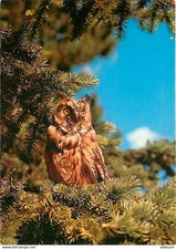 Animaux oiseaux hibou d'occasion  Fruges