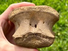 Big dinosaur vertebrae for sale  Coppell