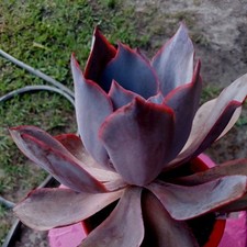 Echeveria afterglow mature for sale  Homosassa