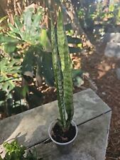 Sansevieria zeylanica succulen for sale  Englewood