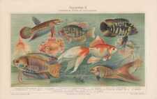 Aquarium fish betta for sale  Shipping to United Kingdom