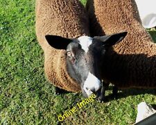 Photo 12x8 zwartble for sale  FAVERSHAM