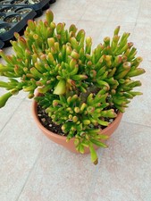 Crassula gollum coccio usato  Albenga