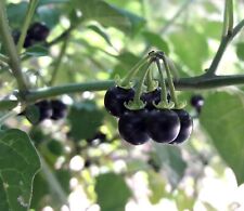 200 semi solanum usato  Pulsano