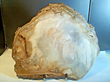 Fossiles. bois fossile. d'occasion  Gap