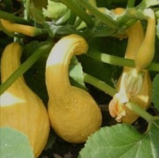 Yellow crookneck summer for sale  Norwalk