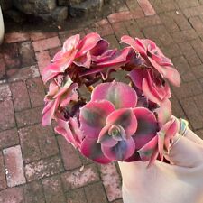 Aeonium pink witch for sale  Anaheim