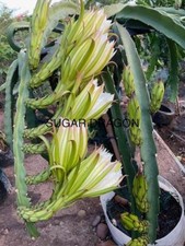 red dragon fruits for sale red dragon fruits for sale San Diego