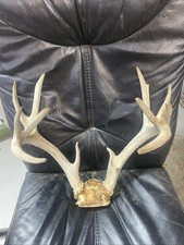 Even wild whitetail for sale  Ellis