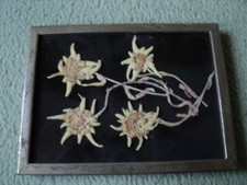 Wandbild getrocknetes edelwei� gebraucht kaufen  Kerpen