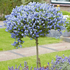 Ceanothus arboreus trewithen for sale  NORTHWICH