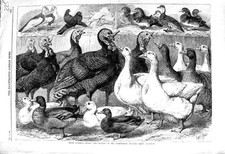 Old antique print for sale  UK