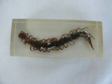Large centipede scolopendra for sale  Shipping to United Kingdom