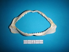 Milchhai echtes haigebiss gebraucht kaufen  Leipzig