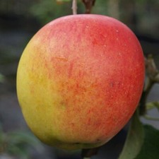 Apfelbaum rebella mehrfach gebraucht kaufen  Detmold