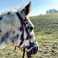 Schöne westerntrense kuhhaut gebraucht kaufen  Frasdorf