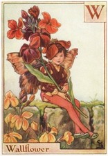 Wallflower fairy cicely for sale  LONDON