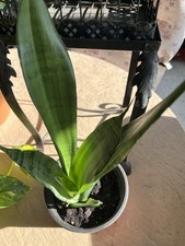 Moonshine sanseveria snake for sale  Port Saint Lucie