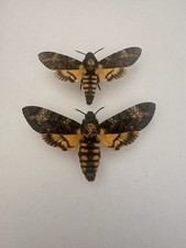 Death head hawks for sale  ASHFORD