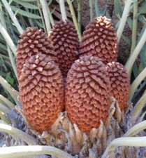 Encephalartos eugene maraisii usato  Napoli