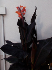 canna for sale  Shipping to Ireland