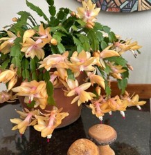 Yellow christmas cactus for sale  Hudson