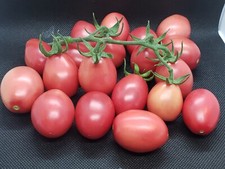 Pink egg tomato for sale  Owatonna