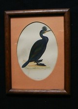 Ancienne lithographie oiseaux d'occasion  Montreuil